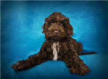 Jersey blue cockapoo title page 7.jpg